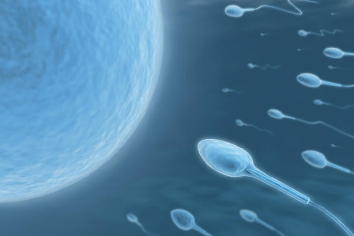 Quanto vivono gli spermatozoi?