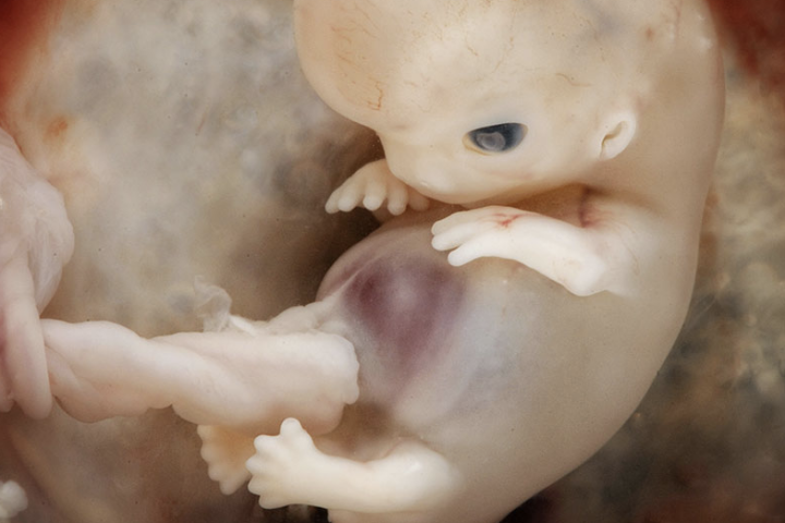 stadio 21 sviluppo embrionale