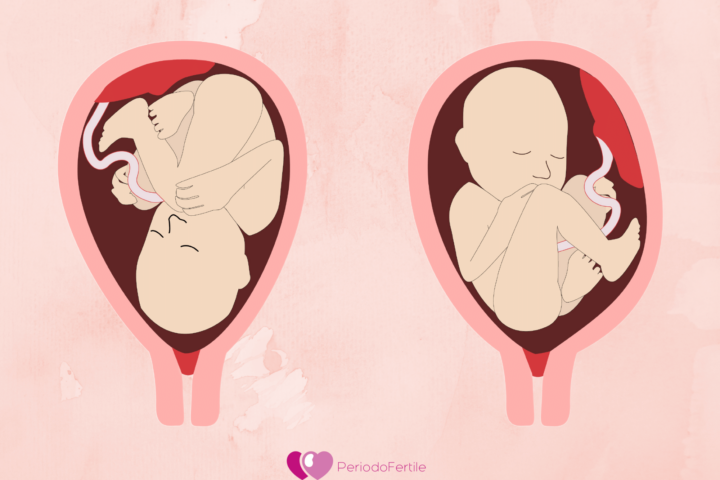 Feto cefalico e feto podalico_illustrazione
