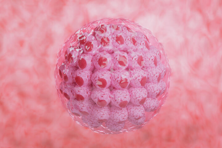 Immagine blastocisti dopo transfer embrioni