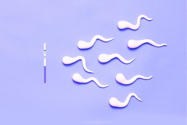 Spermatozoi per crioconservazione del seme