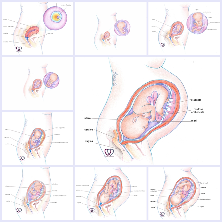 Immagine che riassume la crescita del pancione e del feto durante la gravidanza.