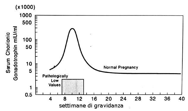 valori beta hcg gravidanza