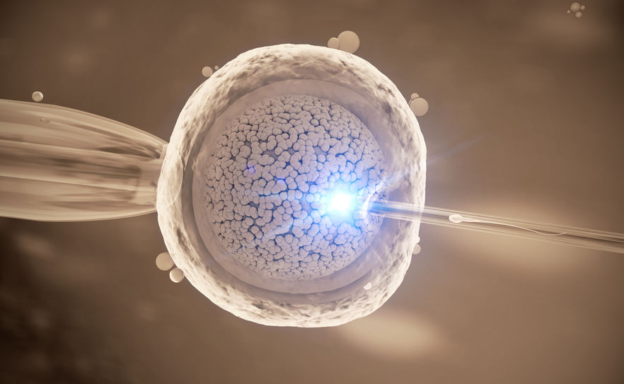 icsi iniezione intracitoplasmatica degli spermatozoi