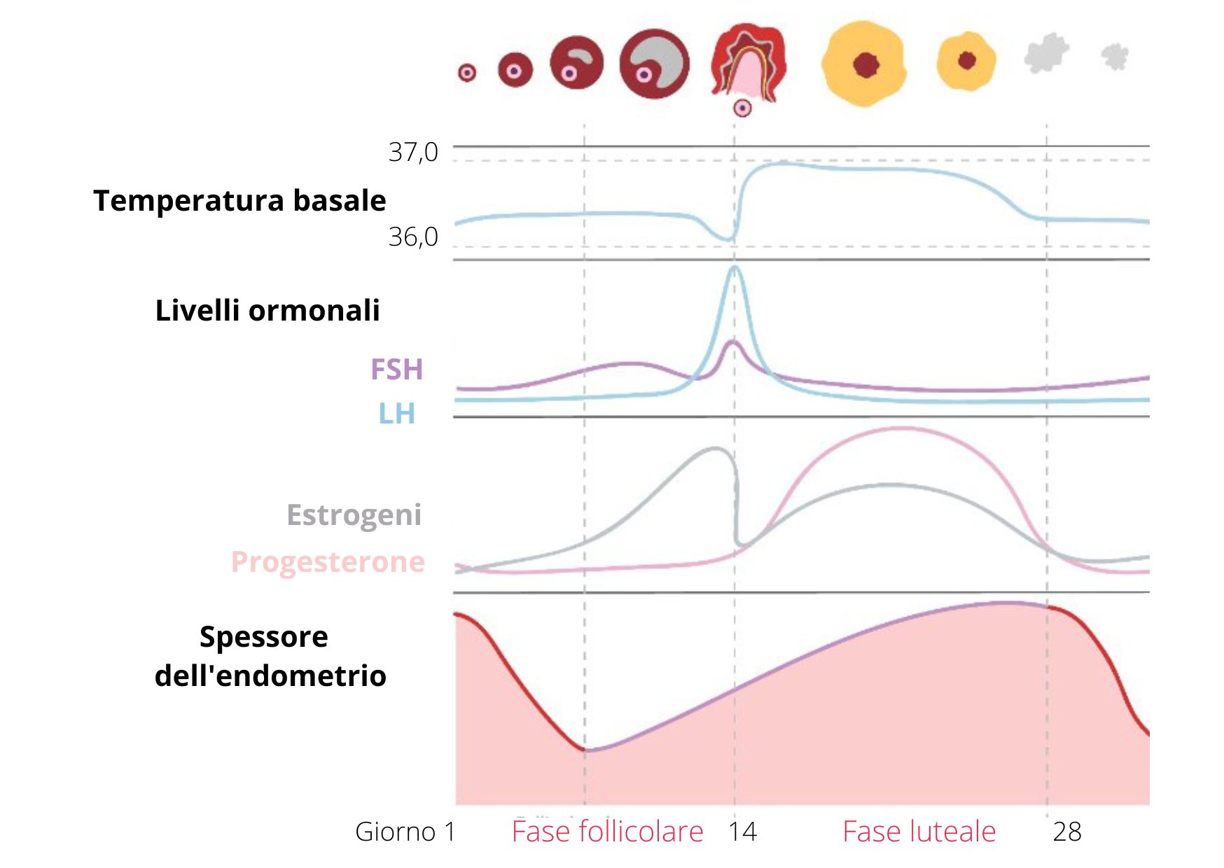 Grafico dello spessore dell'endometrio durante il ciclo mestruale
