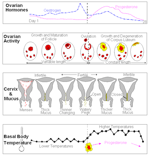 Schema che spiega i sintomi dell'ovulazione: muco cervicale, temperatura basale e posizione della cervice
