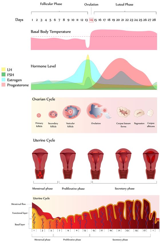 Schema che mostra l'andamento dell'ormone LH in relazione alla temperatura basale, al ciclo ovarico e ai cambiamenti dell'endometrio.