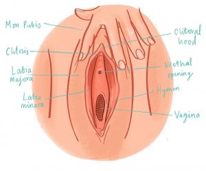 vulva disegno 2