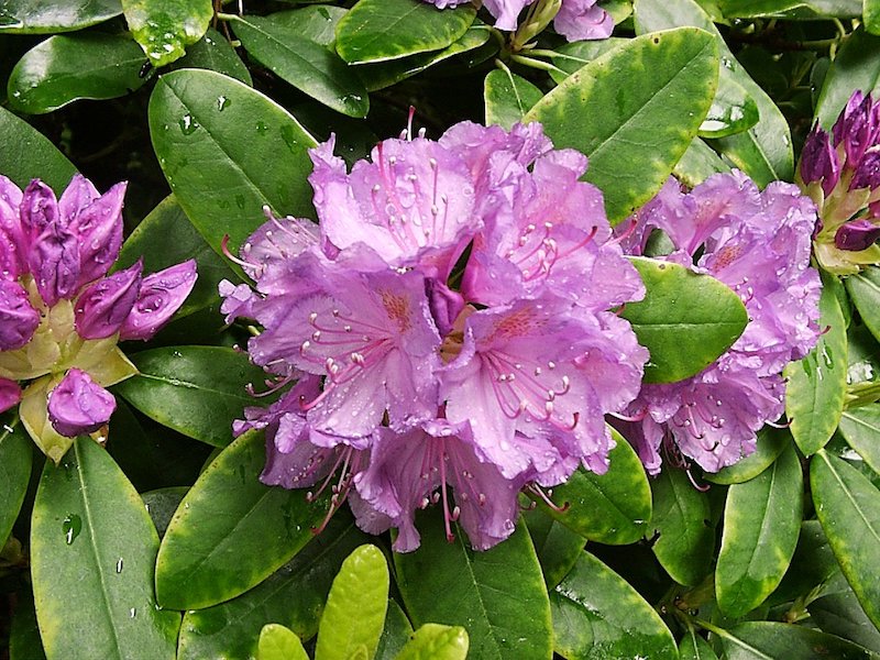 Rhododendron spp