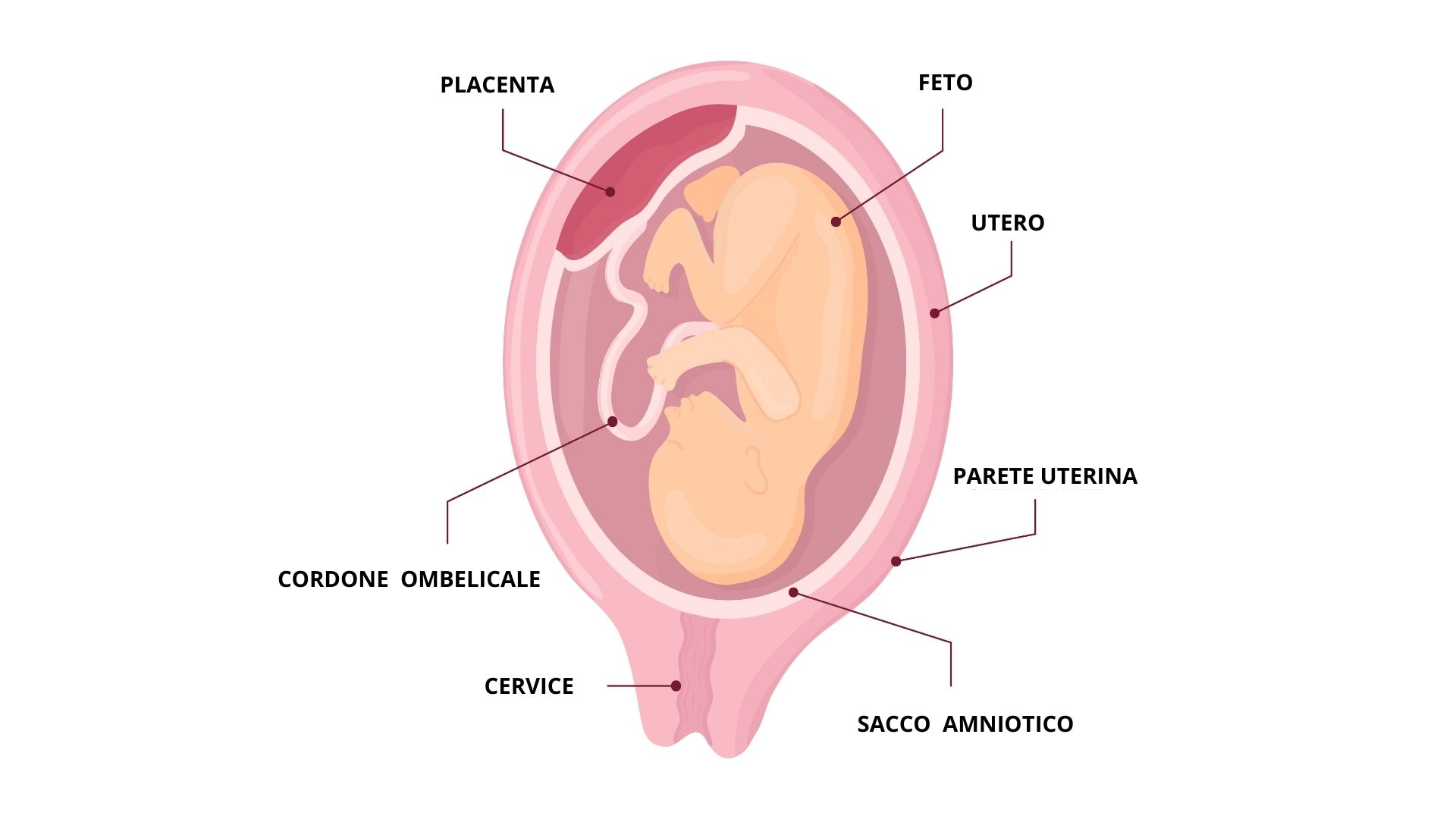 Immagine schematica che illustra la posizione del feto e della placenta.