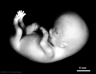 embrione di 56 giorni