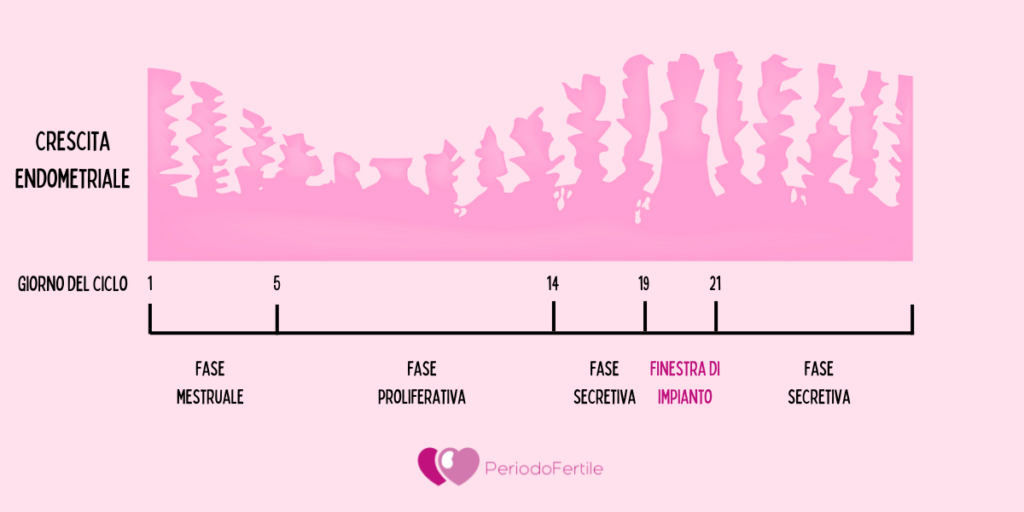 Preparazione endometrio per transfer: infografica sullo spessore endometriale