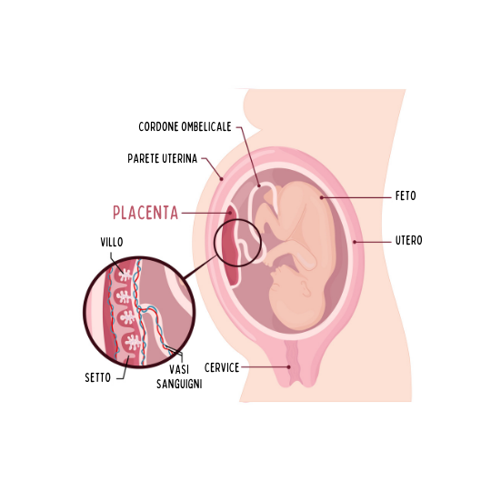 Immagine schematica del feto nel pancione con dettaglio dei vasi della placenta