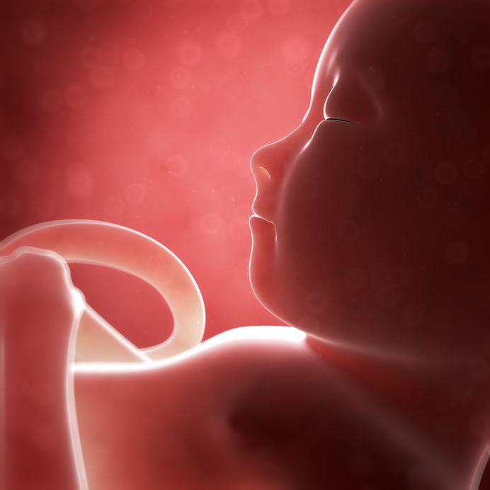 Come respira il feto