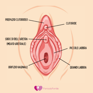 Immagine che mostra l'anatomia della vulva