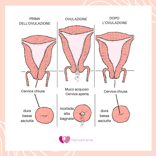 Schema che spiega la posizione della cervice uterina prima, durante e dopo l'ovulazione