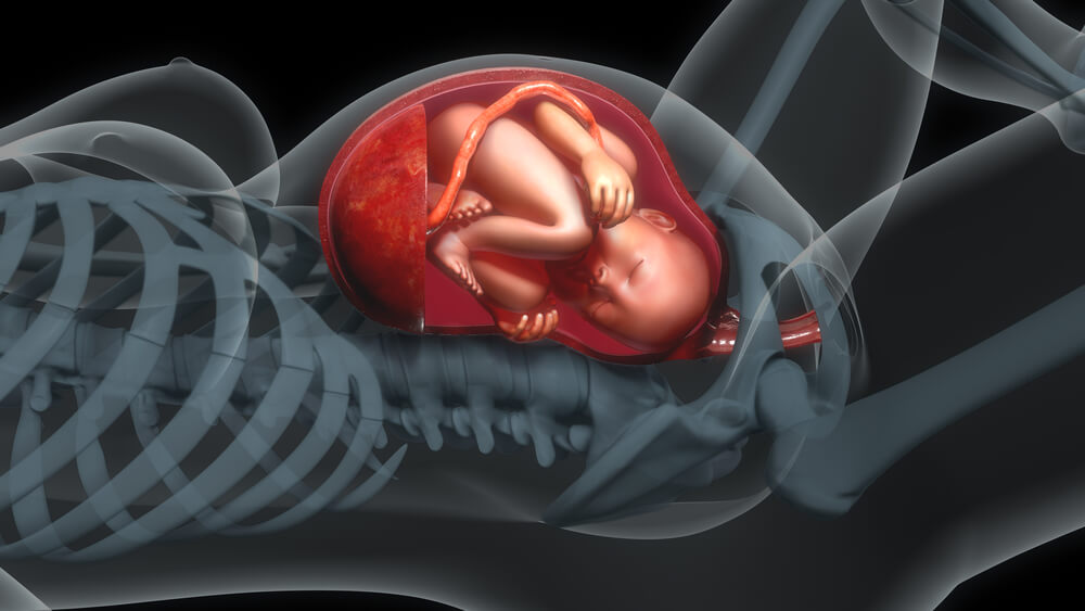 Dilatazione parto immagine 2: feto in utero