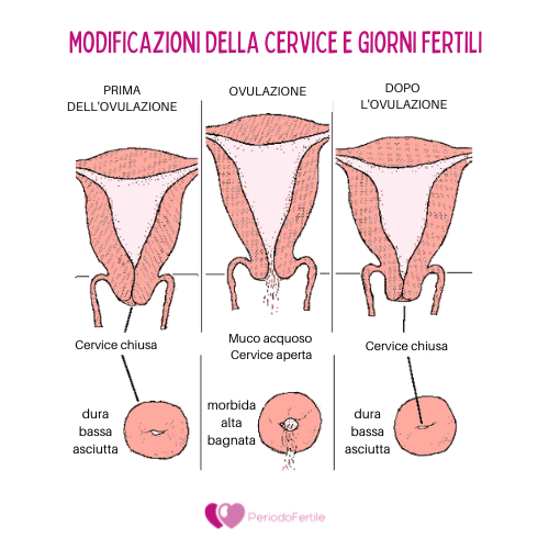 Cambiamenti di posizione della cervice durante il ciclo 